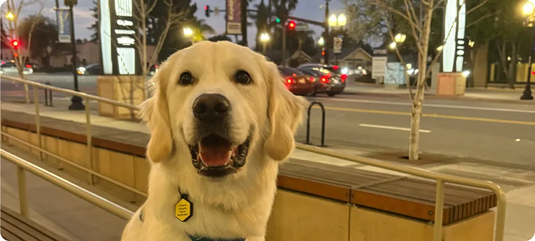 A dog from a recent training program