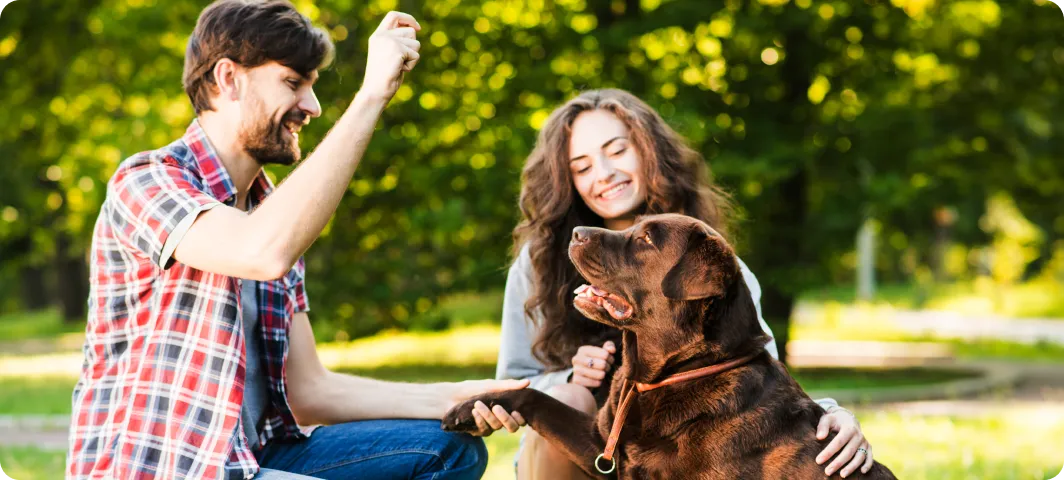 A couple training their Labrador