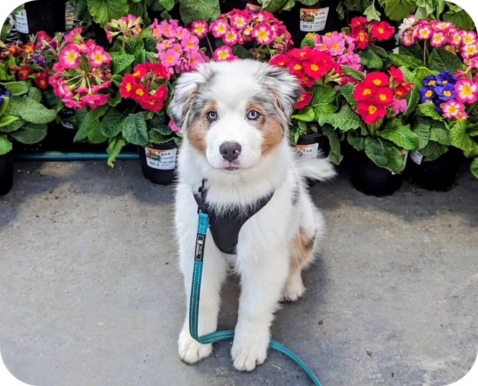 How to Make Dog Training Part of Your Everyday Routine
