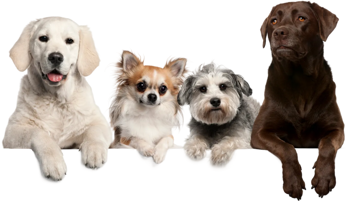 A row of happy, well-trained dogs