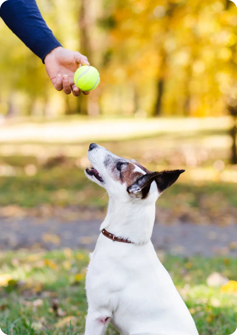 Alisha K9 training moment