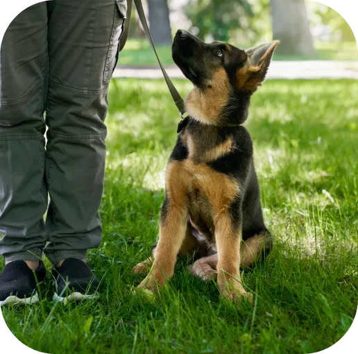 Dog outdoors