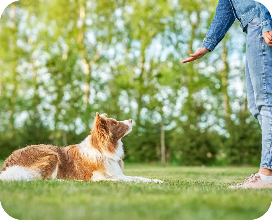 Dog with two colorful balls in a green yard