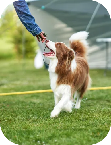 Dog training moment