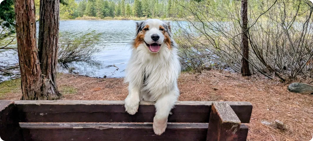 A trained dog resting on a bench by the lake