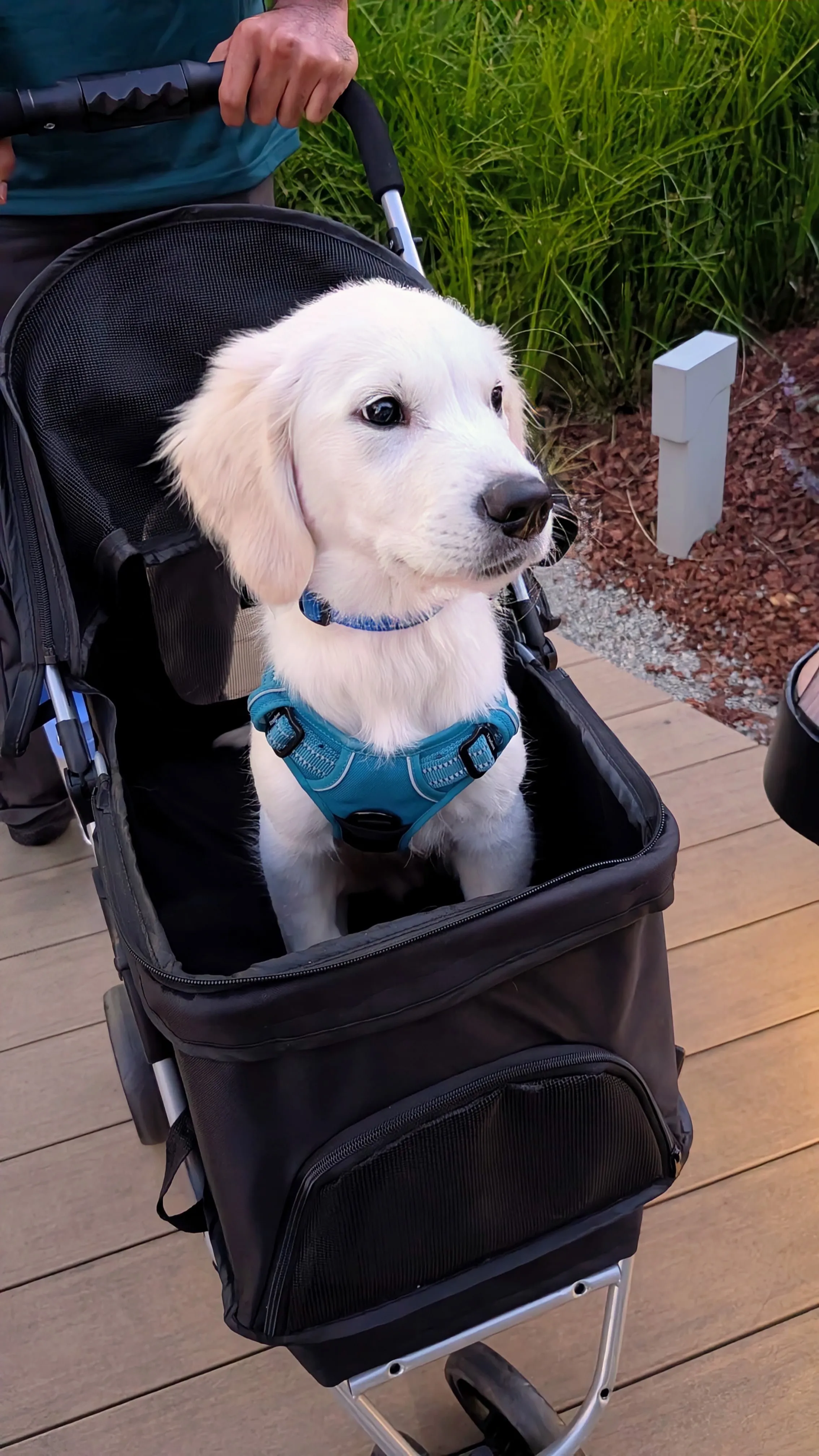 Puppy socialisation explained: Why meeting other dogs isn’t enough