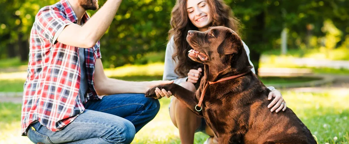 A couple training their Labrador in the park
