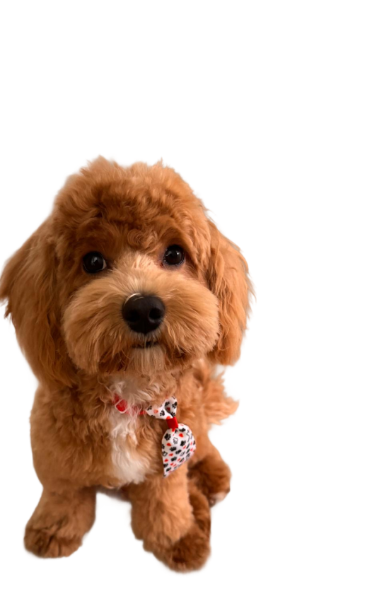 A cavapoo puppy