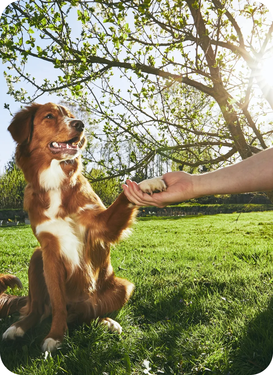 Dog giving paw